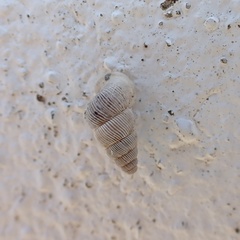 Cochlostoma tessellatum