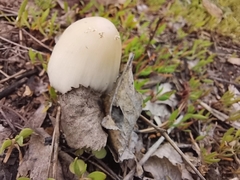 Coprinellus