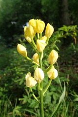 Cephalanthera falcata