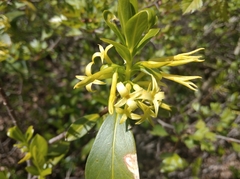 Daphne pontica