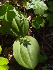 Neottia ovata