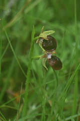Ophrys helenae