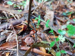 Marasmius crinis-equi