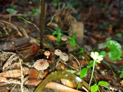 Marasmius crinis-equi