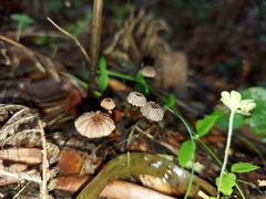 Marasmius crinis-equi