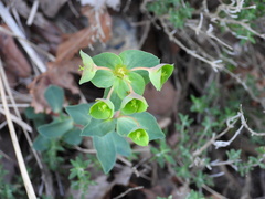 Euphorbia falcata