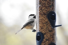 Poecile carolinensis