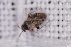 Nasocorini