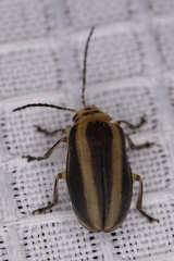 Derospidea brevicollis