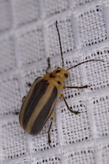 Derospidea brevicollis