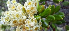 Phylica oleifolia