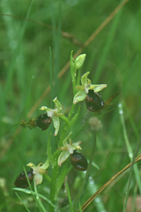 Ophrys helenae