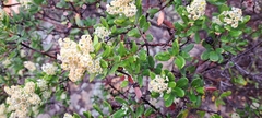 Phylica oleifolia