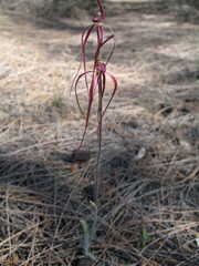 Caladenia erythronema