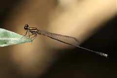 Elattoneura analis
