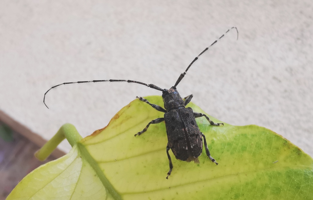 Eurymesosa