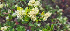Phylica oleifolia