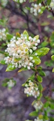 Phylica oleifolia