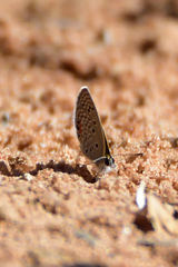 Freyeria trochylus