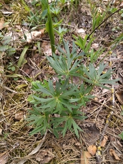 Pulsatilla patens