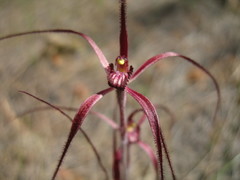 Caladenia erythronema