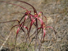 Caladenia erythronema