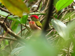 Machaeropterus striolatus