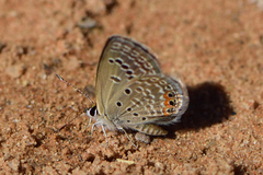 Freyeria trochylus