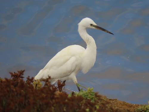 Aigrette garzette