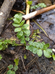 Berula erecta