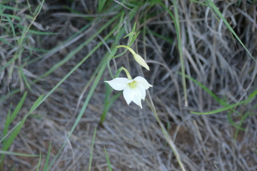 Gladiolus candidus image