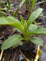 Scrophularia umbrosa