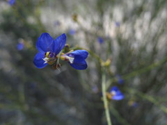 Comesperma scoparium