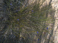 Comesperma scoparium