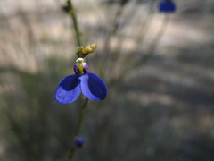 Comesperma scoparium