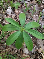 Lilium martagon