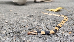 Oreocryptophis porphyraceus