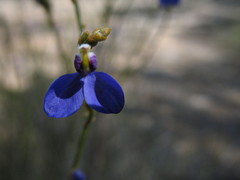 Comesperma scoparium