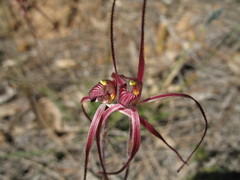 Caladenia erythronema