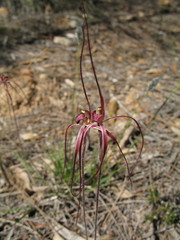 Caladenia erythronema