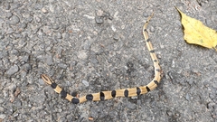 Oreocryptophis porphyraceus