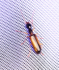 Leptotrachelus dorsalis