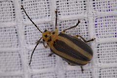 Derospidea brevicollis