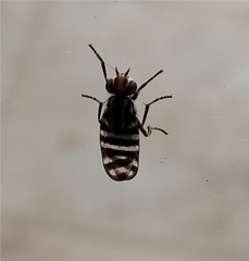 Otitinae