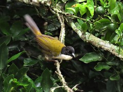 Arremon atricapillus