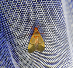 Dysdercus intermedius