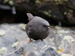 Scytalopus magellanicus