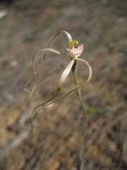 Caladenia erythronema