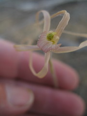 Caladenia erythronema