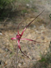 Caladenia erythronema